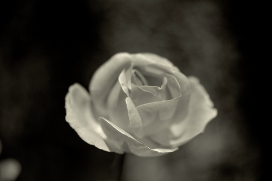 Still Life 11