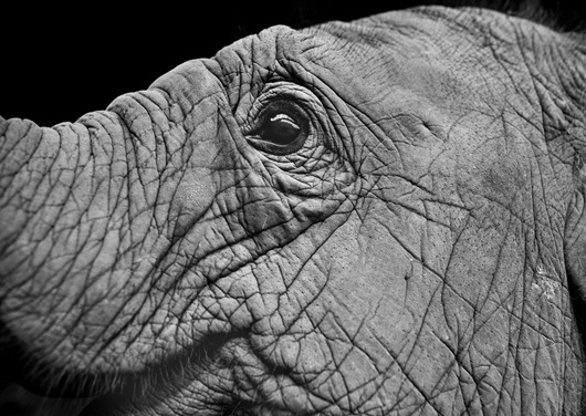 Wrinkles