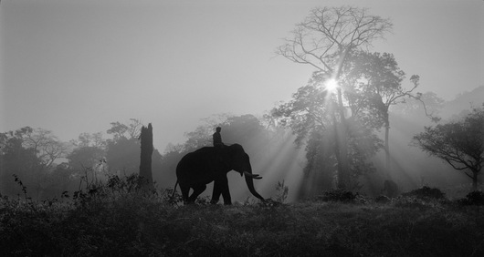 Morning Light