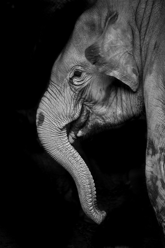 Baby Elephant