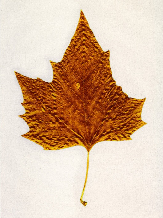 Brown Maple