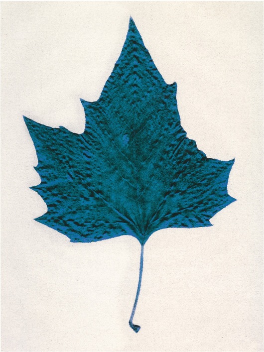 Blue Maple