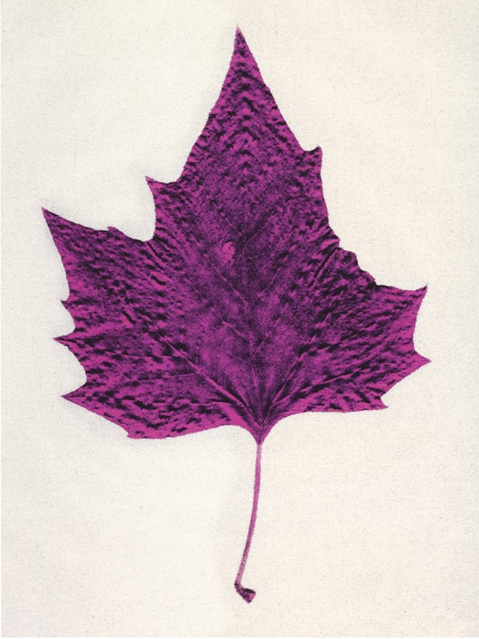 Purple Maple