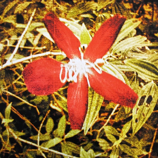 Flower 1