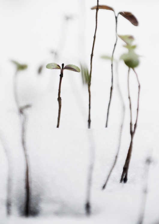 Sprouts in snow