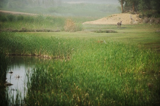 Oasis