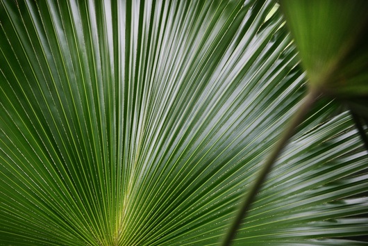 Palm