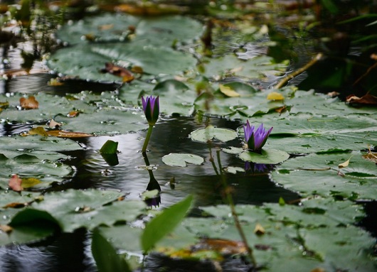 Pond in the Botanical Garden