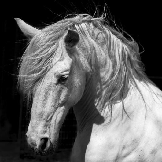 White Stallion Horse