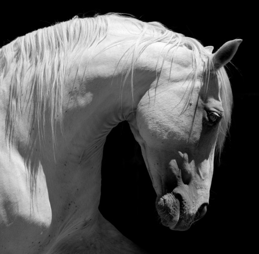 White Horse