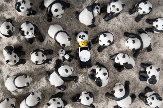 Pandas are all around