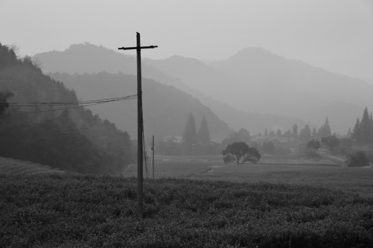 Tea Mountain near Ningbo