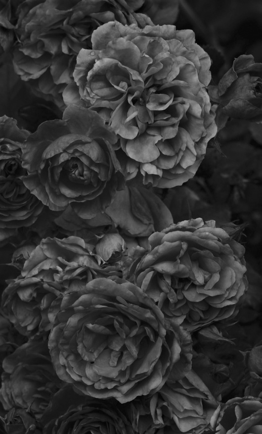 Roses II