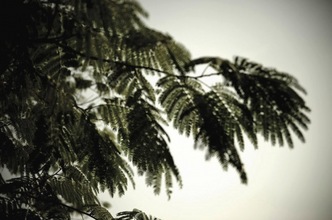 Still Life 4