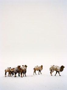 Bactrians  Afghanistan