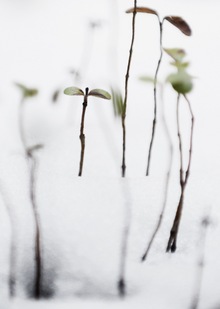 Sprouts in snow