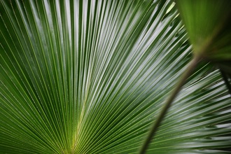 Palm