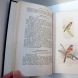 South China Birds